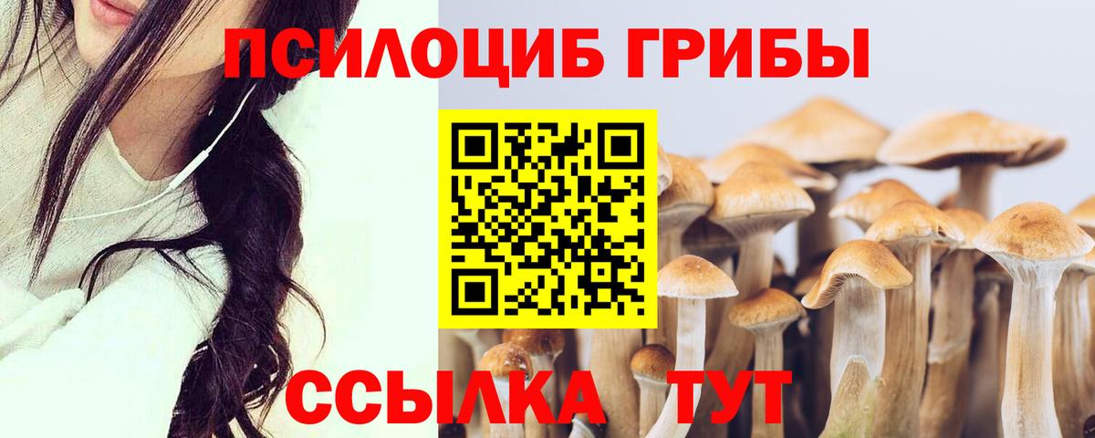 Псилоцибиновые грибы Psilocybe  как найти   Йошкар-Ола  Галлюциногенные грибы Cubensis 